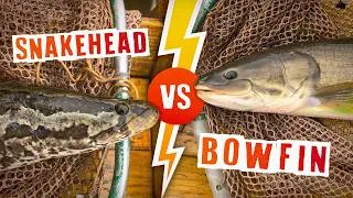 Thumbnail: Snakehead vs Bowfin: The Shocking Difference