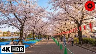 Thumbnail: Tokyo Cherry Blossom 2026 - Ueno Park Sakura - 4K HDR