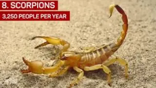 Thumbnail: 24 Deadliest animals on earth