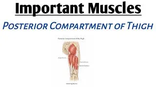 Thumbnail: Posterior compartment of thigh ( Origin , Insertion , Innervation , Action)