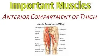 Thumbnail: Anterior compartment of thigh ( Sartorius and Quadriceps femoris )