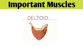 Thumbnail: Important Muscles ( DELTOID)