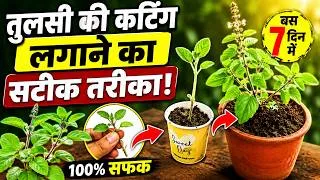 Thumbnail: Tulsi ki Cutting kaise lagaen | How to grow Tulsi | grow holy basil from cutting | Tulsi Plant Care