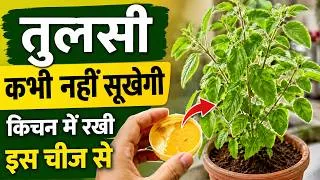 Thumbnail: Tulsi Plant Care Tips | How To Take Care Of Tulsi Plant | Best Homemade Fertilizer For tulsi plant
