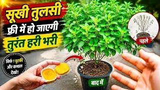 Thumbnail: Sukhi Hui Tulsi Fir Se Hari Bhari | Tulsi Plant Care in Rainy Season | Best Tulsi Fertilizer