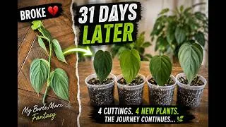 Thumbnail: My Burle Marx Fantasy Broke… Here’s What Happened 31 Days Later 🌿