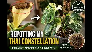 Thumbnail: Repotting My Thai Constellation 🌿 | Black Leaf, Grower's Plug & Moss Pole Upgrade