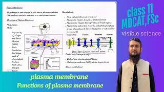 Thumbnail: plasma membrane | Functions of plasma membrane | class 11