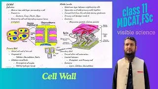 Thumbnail: cell wall | cell wall structure and function | class 11