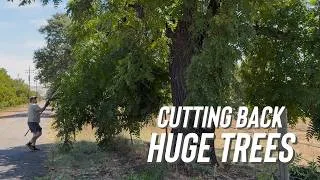 Thumbnail: Complete Video: The Trees Needed a Trim… I Have a Chainsaw!