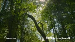 Thumbnail: Mother Nature's City | ASMR Seward Park
