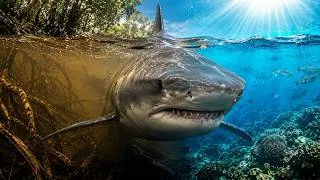 Thumbnail: How Bull Sharks Hunt in Rivers and Oceans - Nature's Ultimate Adaptable Predator