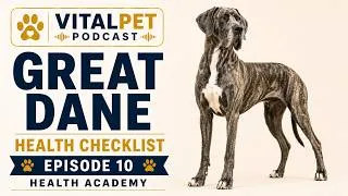 Thumbnail: Great Dane Health Checklist | Lifetime Care & Warning Signs | Dog Health Academy S34E10