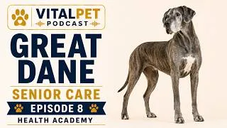 Thumbnail: Great Dane Senior Care | Mobility, Heart & Healthy Aging | Dog Health Academy S34E8