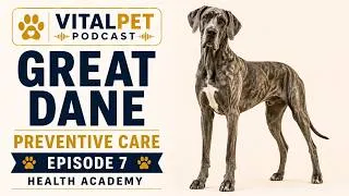 Thumbnail: Great Dane Preventive Care | Screening & Early Detection | Dog Health Academy S34E7