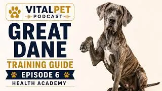 Thumbnail: Great Dane Training Guide | Manners, Confidence & Calm Control | Dog Health Academy S34E6