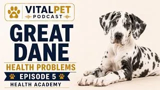 Thumbnail: Great Dane Health Problems | GDV, Heart & Wobblers Risks | Dog Health Academy S34E5
