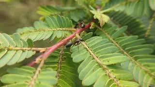 Thumbnail: Ants