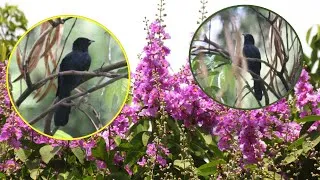 Thumbnail: Koel from Balcony