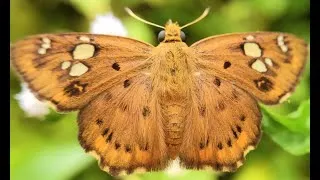 Thumbnail: Butterfly in 4K Ultra HD