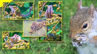 Thumbnail: Adorable Squirrel on Queens Flower Tree: Nature's Playful Moments
