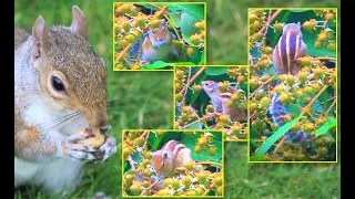 Thumbnail: Squirrel on Queens flower tree: The beginning
