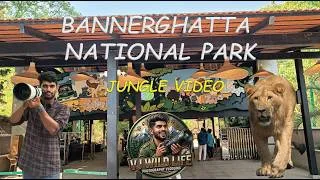 Thumbnail: Bannerghatta National Park Jungle Safari | Close Encounters with Tigers, Lioness & Wildlife