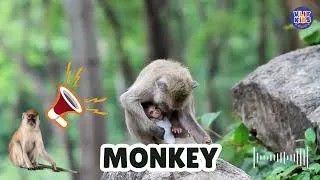 Thumbnail: Animal Names & Sounds for Kids | Cat, Dog, Cow, Duck & Chicken 🐾