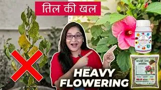 Thumbnail: 🧿TIL KI KHAL (SESAME CAKE) FOR PLANTS/Best Fertilizers for Flowering/FLOWER CARE #garden #flower