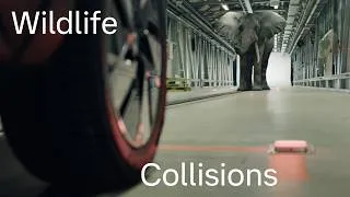 Thumbnail: How Volvo Tests Cars for Large Animal Collisions