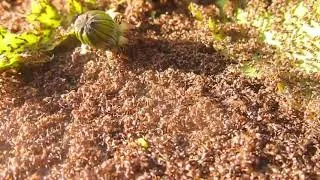 Thumbnail: World biggest Ant colonise 😯⚡ Interesting & Unknown fact #shorts