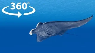 Thumbnail: Underwater Exploration 360° VR Video