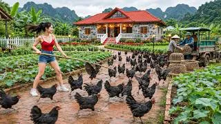 Thumbnail: Harvest All Chickens – Sell to Traders & Replant Cucumbers Along Both Sides of the Road