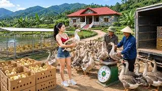 Thumbnail: TIMELAPSE -- Harvesting Geese, Rabbits, Eggs to Sell | Planting Banana Trees to Stop Soil Erosion