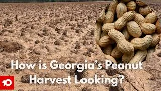 Thumbnail: South Georgia growers prepare for peanut harvest amid field, global trade uncertainties