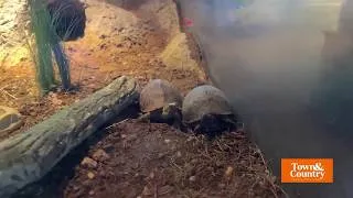 Thumbnail: Exploring  the Flint Riverquarium