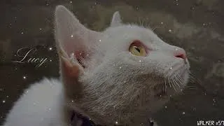 Thumbnail: Walker #57 - Meow of Hope (AI Song)