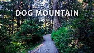 Thumbnail: A Quiet Escape into Nature - Dog Mountain, Mount Seymour BC Canada