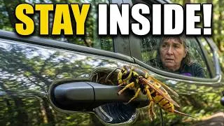 Thumbnail: Trapped by a Swarm of Angry Yellow Jackets at the Trailhead