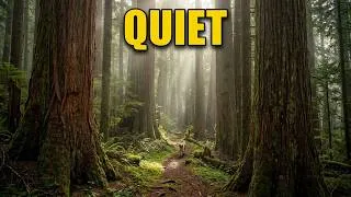 Thumbnail: A Quiet Walk Through an Ancient Washington Forest | Natural ASMR