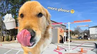 Thumbnail: He Thought He Was Getting a Pup Cup...