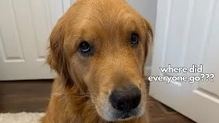 Thumbnail: Day in the Life of My Overly Emotional Golden Retriever (First Day Back After the Holidays)