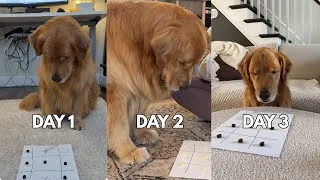 Thumbnail: Teaching My Dog to Play Tic-Tac-Toe (Until He Beats Me)
