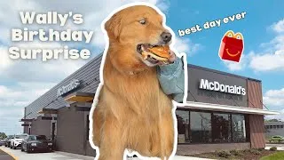 Thumbnail: Golden Retriever Goes to McDonald’s for His Birthday