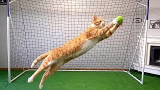 Thumbnail: Goalkeeper Cat Ready for FIFA World Cup 2026!
