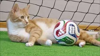 Thumbnail: Trailer for Indy's World Cup Video!