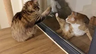 Thumbnail: Boy Cat Driving Girl Cat Crazy Through the Glass