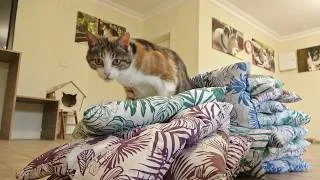 Thumbnail: This Cat Has to Knock Down a Tower of Cushions Every Year!
