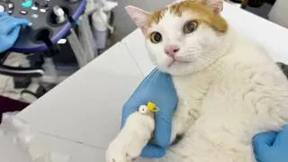 Thumbnail: Cat being Overly DRAMATIC at the vet