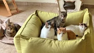 Thumbnail: One of These Cats Never Gets off This Giant Bed to Not Lose Her Spot